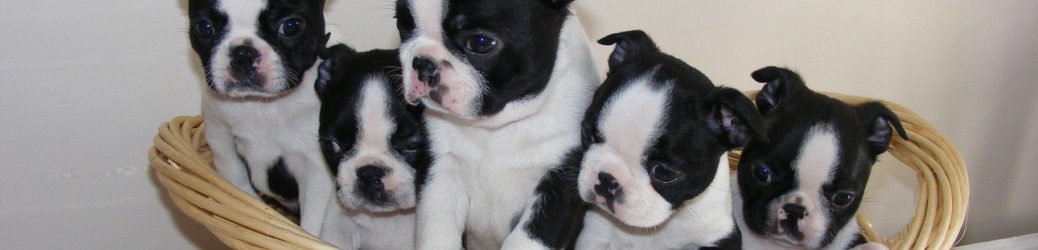 Lovewell Boston Terriers